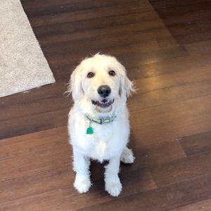 Meet your Posher, Oliver